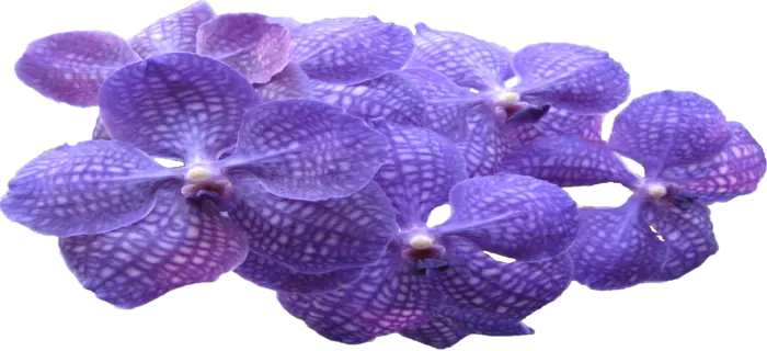 Vuotili Oy